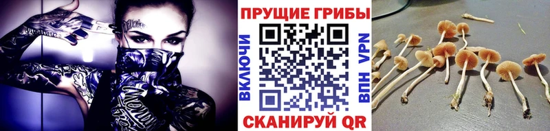 OMG ТОР  Вельск  Галлюциногенные грибы MAGIC MUSHROOMS 
